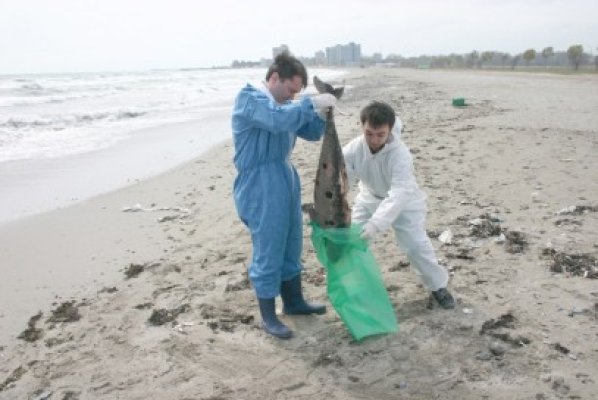 Delfinii din Marea Neagră vor fi monitorizaţi